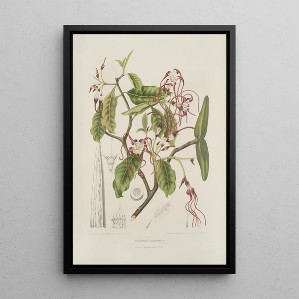 Java Island Flowers, Fruits, and Foliage Selected Painting Pl25 - Berthe Hoola van Nooten — framed artwork on a wall