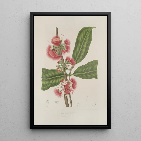 Flowers, fruits and foliage from the island of Java Pl29 - Berthe Hoola van Nooten — framed artwork on a wall