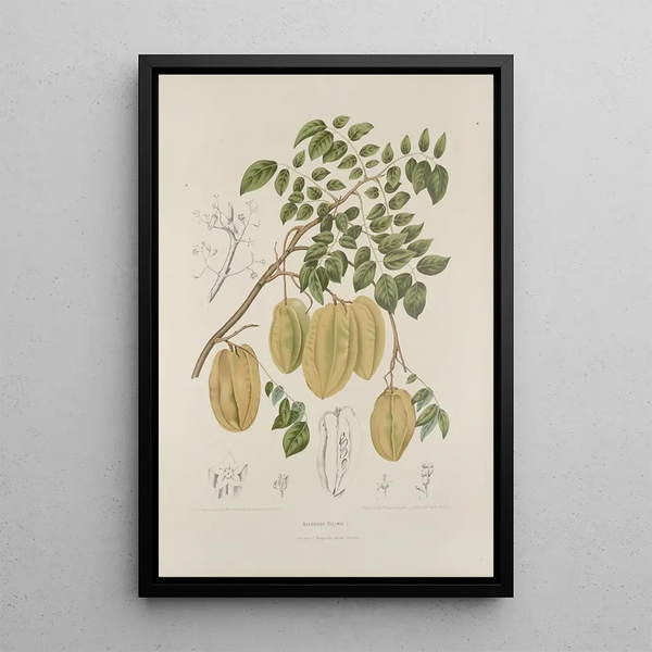 Bloemen, fruit en bladeren uit het eiland Java Pl36 - Berthe Hoola van Nooten — ingelijst kunstwerk aan de muur