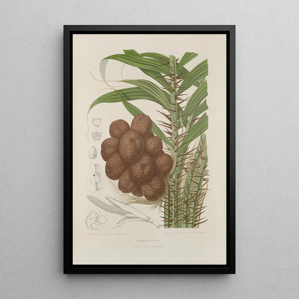 Bloemen, fruit en bladeren uit het eiland Java Pl38 - Berthe Hoola van Nooten — ingelijst kunstwerk aan de muur