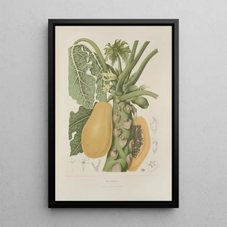 Berthe Hoola van Nooten - Fleurs fruits et feuillages choisis de lille de Java Pl40.webp