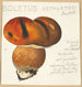 Boletus ustulatus Paulet 3 - Hans Walty — weergave van het kunstwerk