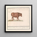 Braziliaanse rundschilderij Bos taurus bresilaensen os Ezel Taurasinus taurane du Brésil - Anselmus Botius de Boodt — ingelijst kunstwerk aan de muur