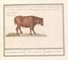 Braziliaanse rundschilderij Bos taurus bresilaensen os Ezel Taurasinus taurane du Brésil - Anselmus Botius de Boodt — weergave van het kunstwerk