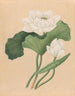 Lotus des Indes orientales Nelumbo nucifera - École britannique du 19ème siècle — weergave van het kunstwerk
