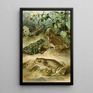 Bruno Drigen - Bufo vulgaris Bufo viridis Bufo calamita Alytes obstetricans.webp