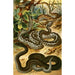 Vipera berus - Bruno Drigen — artwork view