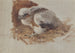 Studie van een sperwerijgernest - Bruno Liljefors — weergave van het kunstwerk