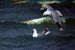 Seagulls Painting - Bruno Liljefors — artwork view