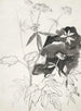 Studie van planten - Carel Adolph Lion Cachet — weergave van het kunstwerk
