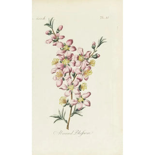 Carington Bowles - Almond blossom.webp