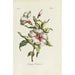 Althaea frutex - Carington Bowles — weergave van het kunstwerk