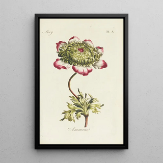 Carington Bowles - Anemone.webp