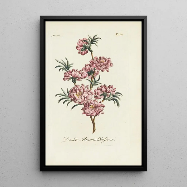 Carington Bowles - Double almond blossom.webp