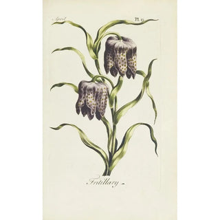 Carington Bowles - Fritillary.webp