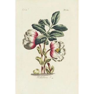 Carington Bowles - Hellebore.webp