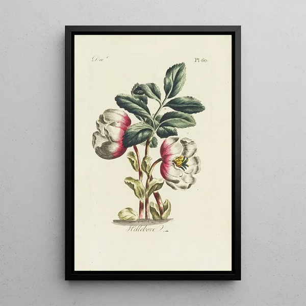 Helleborus - Carington Bowles — ingelijst kunstwerk aan de muur