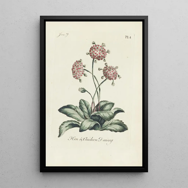 Marguerite kip en kuiken - Carington Bowles — ingelijst kunstwerk aan de muur