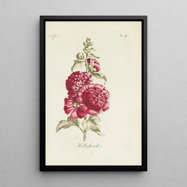 Ranonkel - Carington Bowles — ingelijst kunstwerk aan de muur