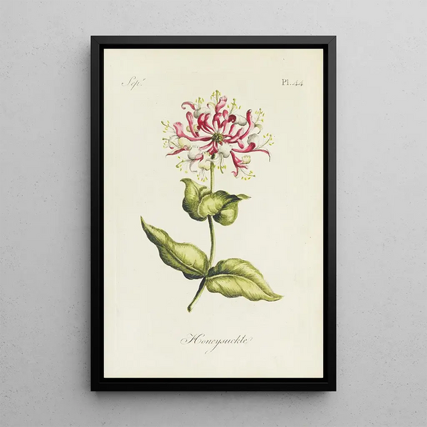 Kamperfoelie - Carington Bowles — ingelijst kunstwerk aan de muur