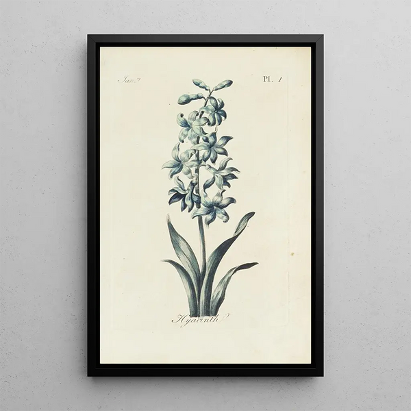 Reproductie van het schilderij Jacinthe - Carington Bowles