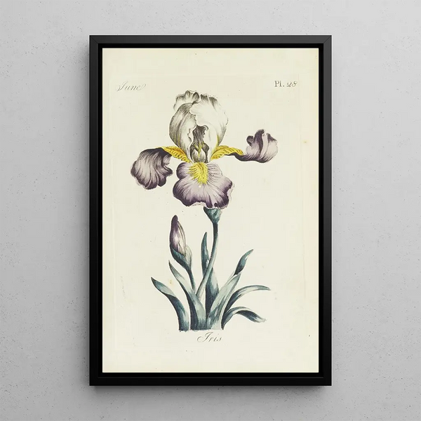 Reproductie van het schilderij Iris - Carington Bowles
