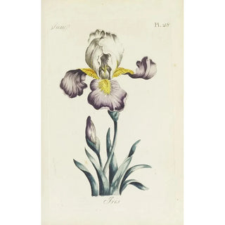 Carington Bowles - Iris.webp