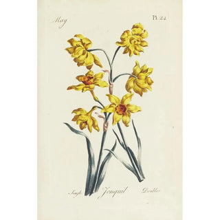 Carington Bowles - Jonquil.webp