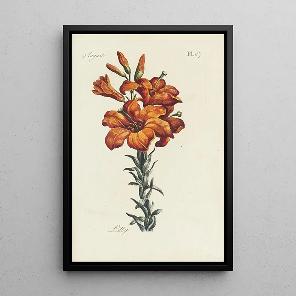 Lys - Carington Bowles — ingelijst kunstwerk aan de muur