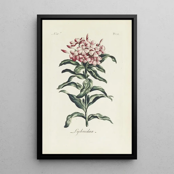 Reproductie van het schilderij Lychnis - Carington Bowles
