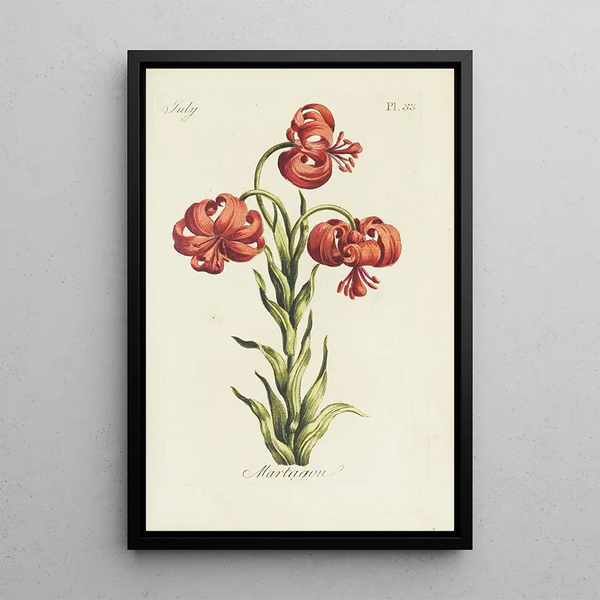 Lis martagon - Carington Bowles — ingelijst kunstwerk aan de muur