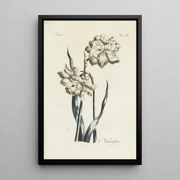 Narcissus - Carington Bowles — ingelijst kunstwerk aan de muur