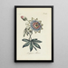 Reproductie van het schilderij Passiflore - Carington Bowles