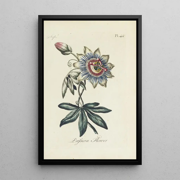 Reproductie van het schilderij Passiflore - Carington Bowles