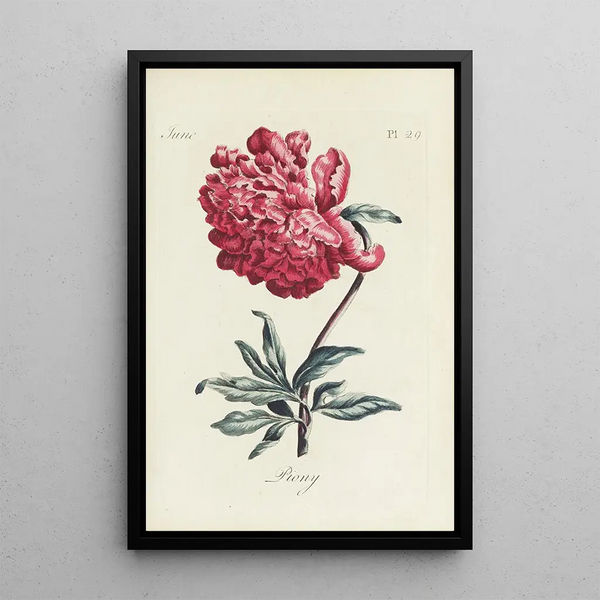 Pioenroos - Carington Bowles — ingelijst kunstwerk aan de muur