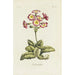 Polianthes - Carington Bowles — weergave van het kunstwerk