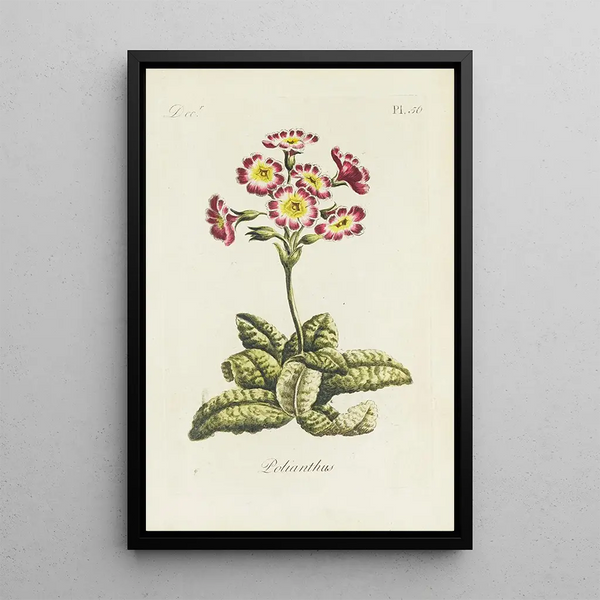 Polianthes - Carington Bowles — ingelijst kunstwerk aan de muur