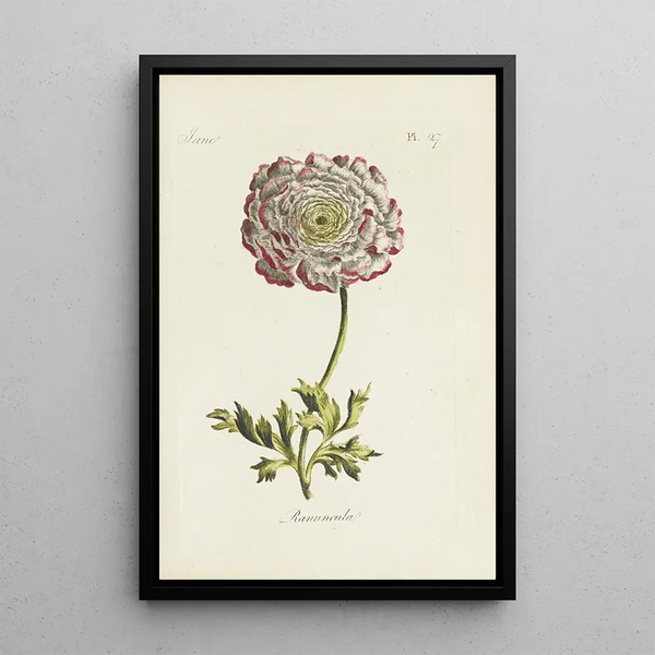 Ranunculus - Carington Bowles — ingelijst kunstwerk aan de muur