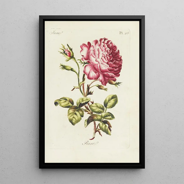 Roos - Carington Bowles — ingelijst kunstwerk aan de muur