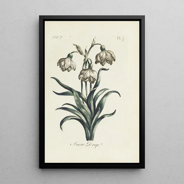 Sneeuwklokje - Carington Bowles — ingelijst kunstwerk aan de muur