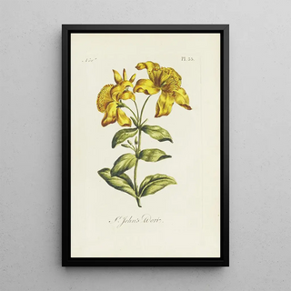 Carington Bowles - St Johns wort.webp
