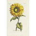 Zonnebloem - Carington Bowles — weergave van het kunstwerk