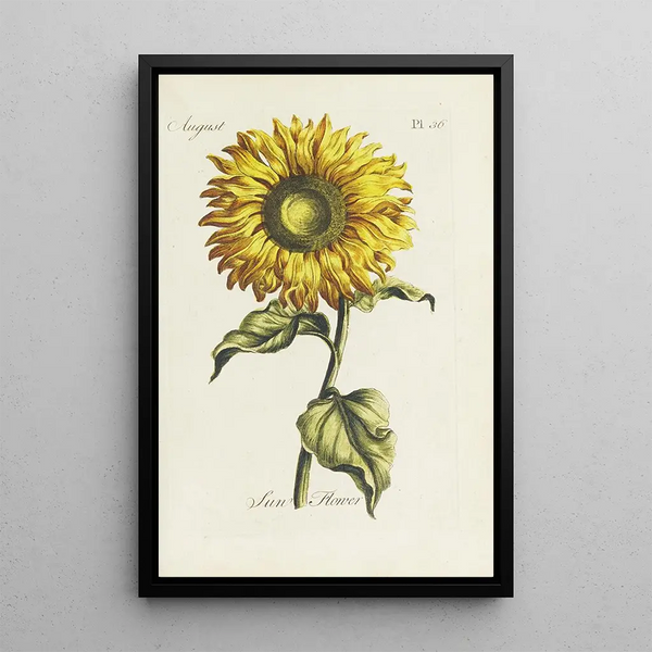 Zonnebloem - Carington Bowles — ingelijst kunstwerk aan de muur