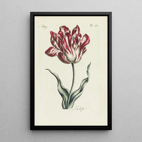 Tulpen - Carington Bowles — ingelijst kunstwerk aan de muur