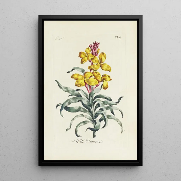 Giroflée - Carington Bowles — ingelijst kunstwerk aan de muur