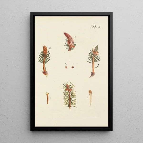 Illustratie van wilde bomen, vaste planten en struiken Pl010 - Carl Christoph Oelhafen von Schöllenbach