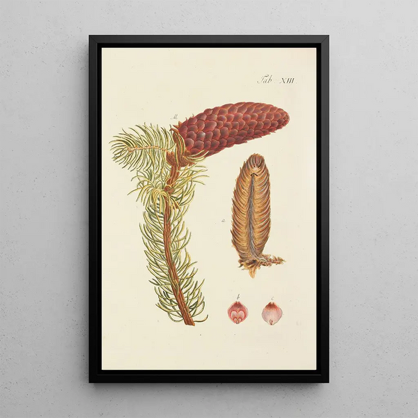 Illustratie van wilde bomen, vaste planten en struiken Pl013 - Carl Christoph Oelhafen von Schöllenbach