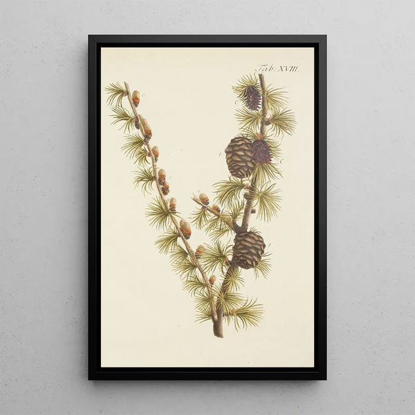 Illustratie van wilde bomen, vaste planten en struiken Pl018 - Carl Christoph Oelhafen von Schöllenbach — ingelijst kunstwerk aan de muur