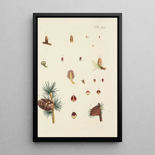 Illustratie van wilde bomen, vaste planten en struiken Pl019 - Carl Christoph Oelhafen von Schöllenbach