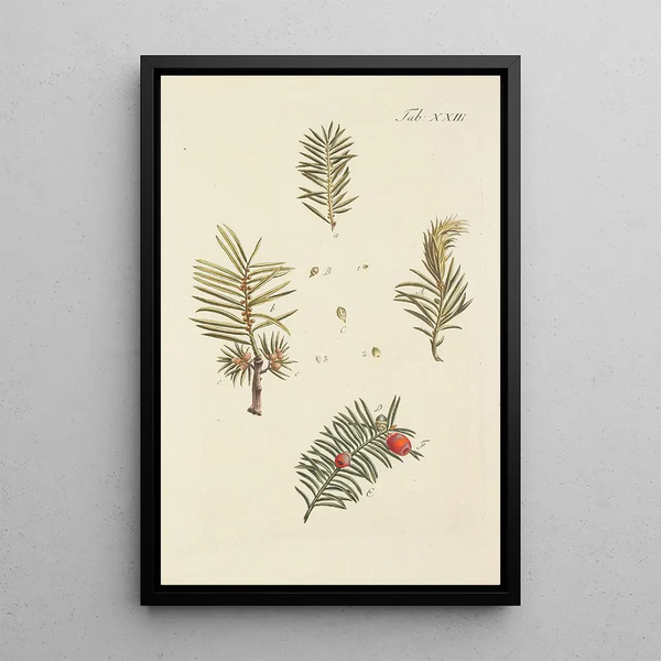 Illustratie van wilde bomen, vaste planten en struiken Pl023 - Carl Christoph Oelhafen von Schöllenbach — ingelijst kunstwerk aan de muur
